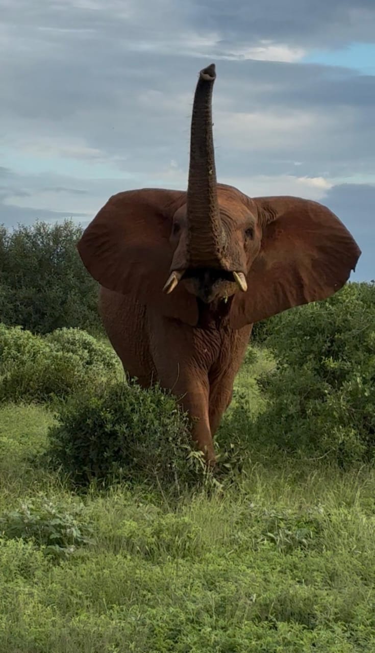 Elefante durante il safari