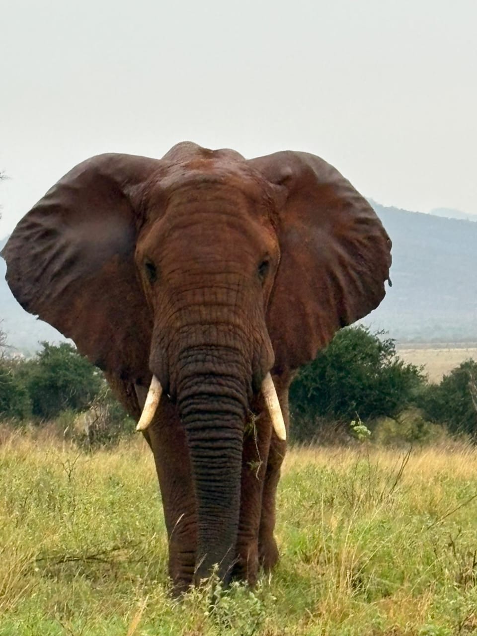 Grande elefante nella savana