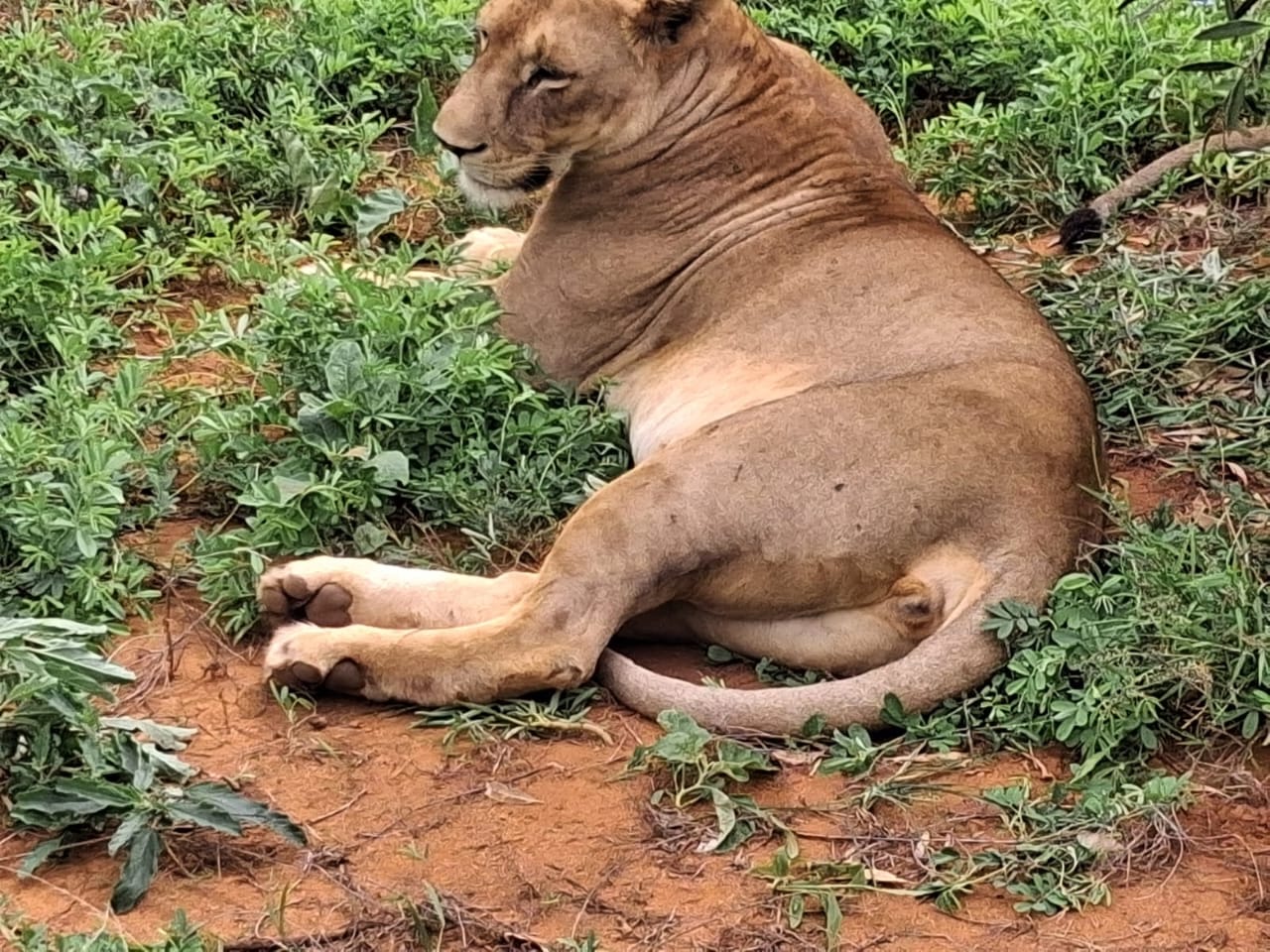 Leonessa nella savana