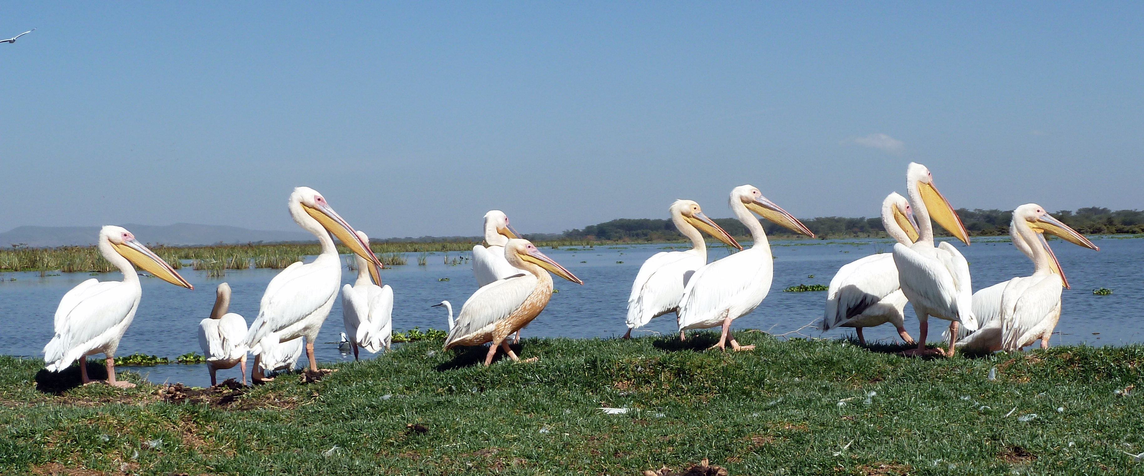 Pellicani riuniti sulla riva del Lago di Naivasha