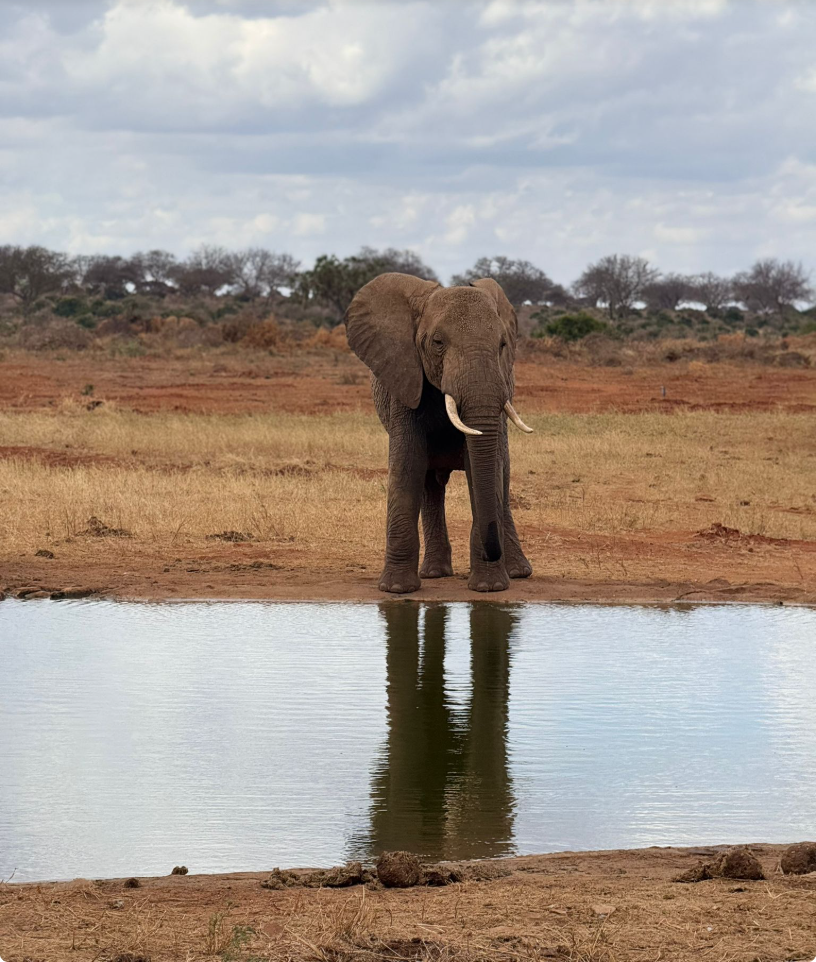 Elefante davanti a una pozza d’acqua