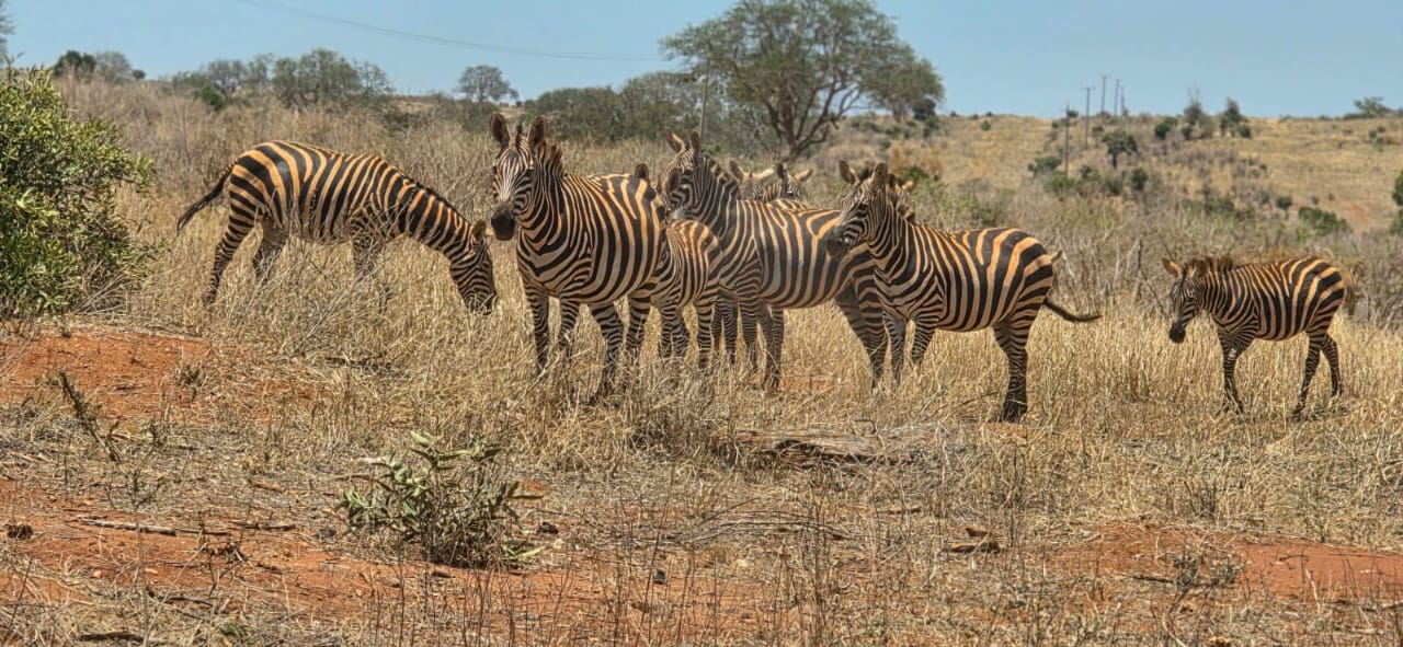 Branco di zebre nella savana del Kenya